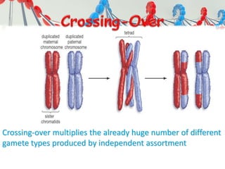 Crossing-over multiplies the already huge number of different
gamete types produced by independent assortment
 
