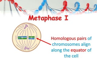 Homologous pairs of
chromosomes align
along the equator of
the cell
 