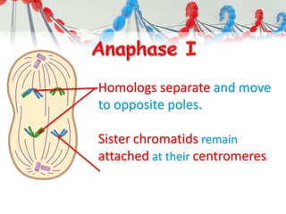 Homologs separate and move
to opposite poles.
Sister chromatids remain
attached at their centromeres.
 