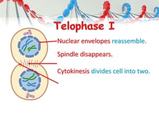 Nuclear envelopes reassemble.
Spindle disappears.
Cytokinesis divides cell into two.
 