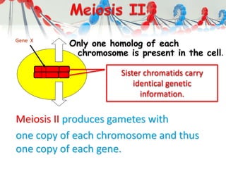 Only one homolog of each
chromosome is present in the cell.
Meiosis II produces gametes with
one copy of each chromosome and thus
one copy of each gene.
Sister chromatids carry
identical genetic
information.
Gene X
 