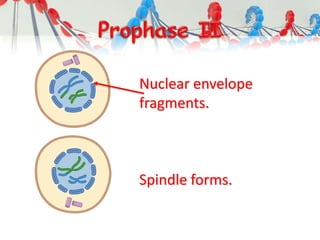 Nuclear envelope
fragments.
Spindle forms.
 