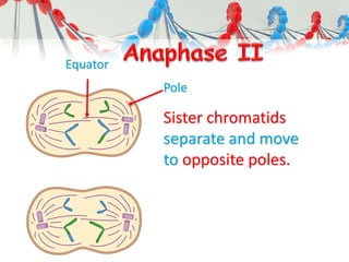 Sister chromatids
separate and move
to opposite poles.
Equator
Pole
 