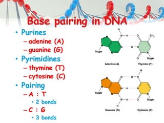 • Purines
– adenine (A)
– guanine (G)
• Pyrimidines
– thymine (T)
– cytosine (C)
• Pairing
– A : T
• 2 bonds
– C : G
• 3 bonds
 