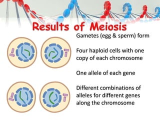 Gametes (egg & sperm) form
Four haploid cells with one
copy of each chromosome
One allele of each gene
Different combinations of
alleles for different genes
along the chromosome
 