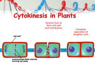 Vesicles fuse to
form cell wall
and membranes
Complete
separation of
daughter cells
 