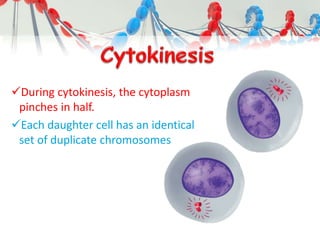 During cytokinesis, the cytoplasm
pinches in half.
Each daughter cell has an identical
set of duplicate chromosomes
 