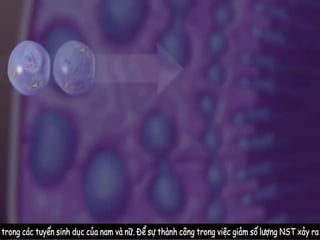 Breeding 3  - تربية نباتات الزينة - الفرقة الرابعة - عملي