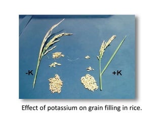 Potassium Deficiency In Rice Breeding achievement of k in rice | PPTX