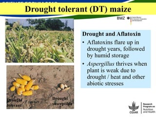 Managing aflatoxin contamination of maize through breeding