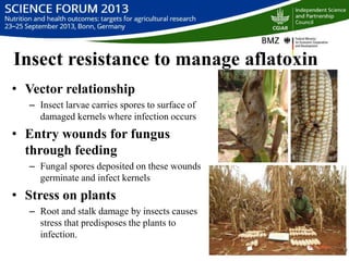 Managing aflatoxin contamination of maize through breeding