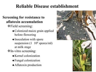 Managing aflatoxin contamination of maize through breeding