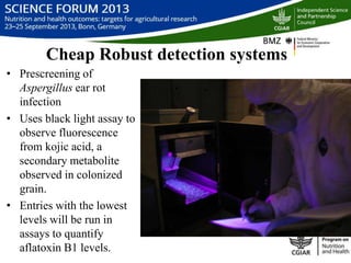 Managing aflatoxin contamination of maize through breeding