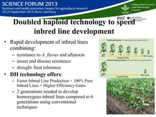 Managing aflatoxin contamination of maize through breeding