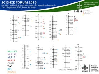 Managing aflatoxin contamination of maize through breeding