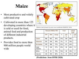 Managing aflatoxin contamination of maize through breeding