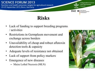 Managing aflatoxin contamination of maize through breeding