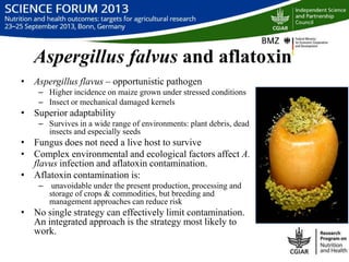 Managing aflatoxin contamination of maize through breeding