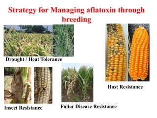 Managing aflatoxin contamination of maize through breeding