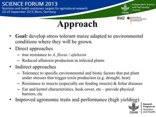 Managing aflatoxin contamination of maize through breeding