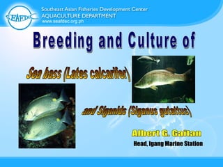 Breeding and Culture of Sea bass (Lates calcarifer)  and Siganids (Siganus gutattus) Albert G. Gaitan Head, Igang Marine Station 