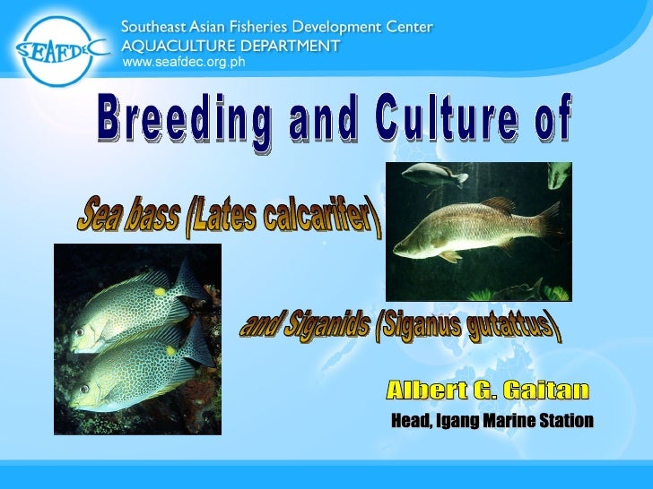 Breeding And Culture Of Seabass And Siganids