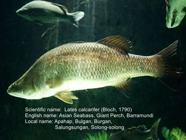Breeding And Culture Of Seabass And Siganids