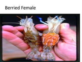 Breeding and seed production of Giant tiger prawn ppt | PPTX