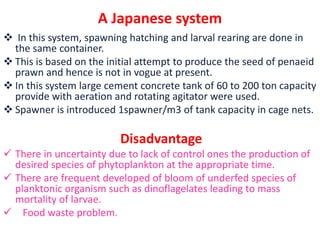 Breeding and seed production of Giant tiger prawn ppt | PPTX