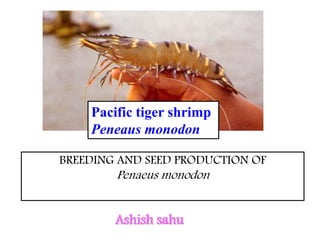 Pacific tiger shrimp
Peneaus monodon
BREEDING AND SEED PRODUCTION OF
Penaeus monodon
Ashish sahu
 