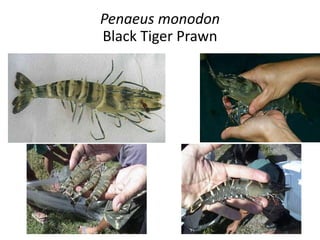 Breeding and seed production of Giant tiger prawn ppt