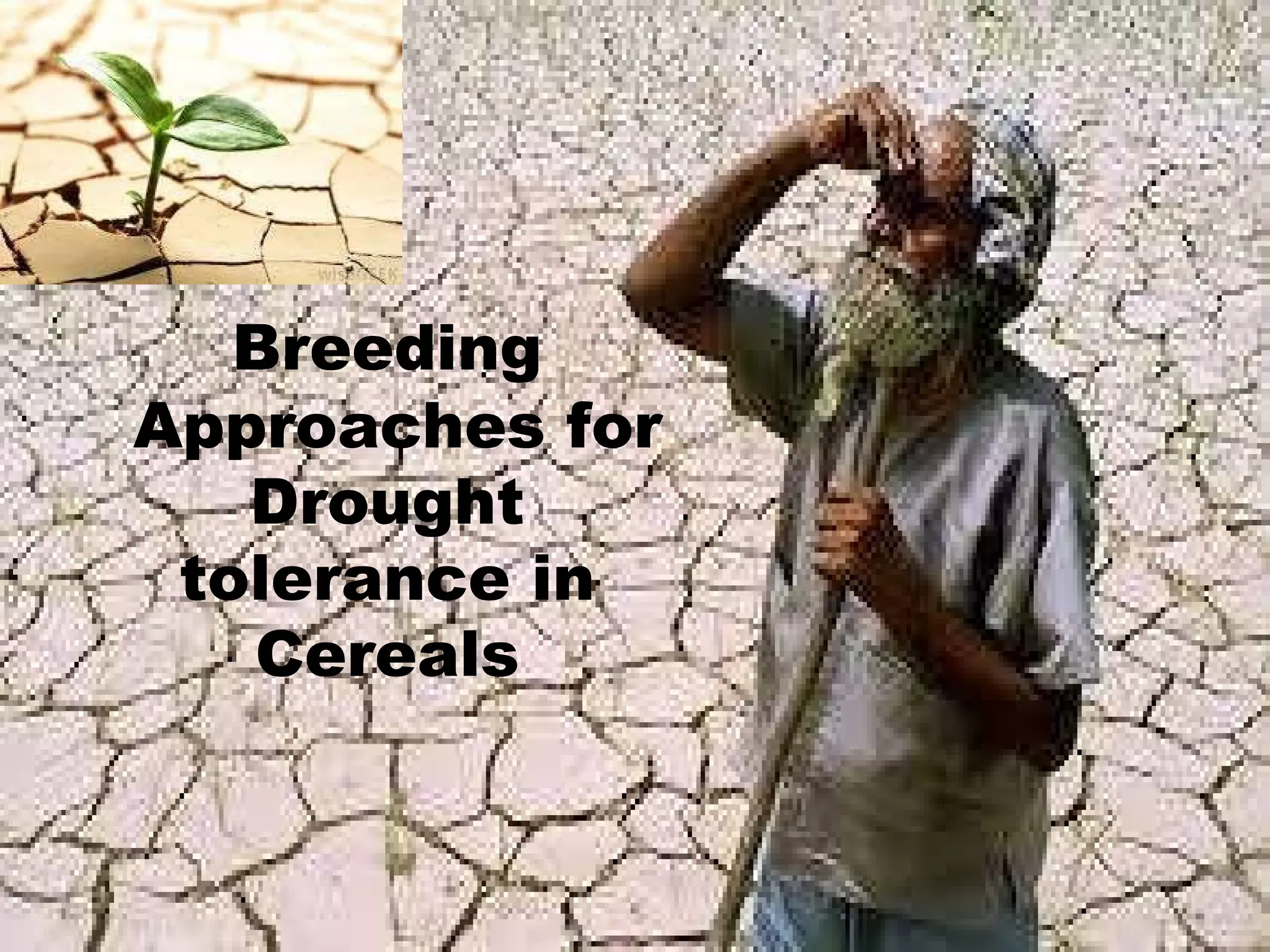 Breeding approaches for drought tolerance in cereals final | PPT ...