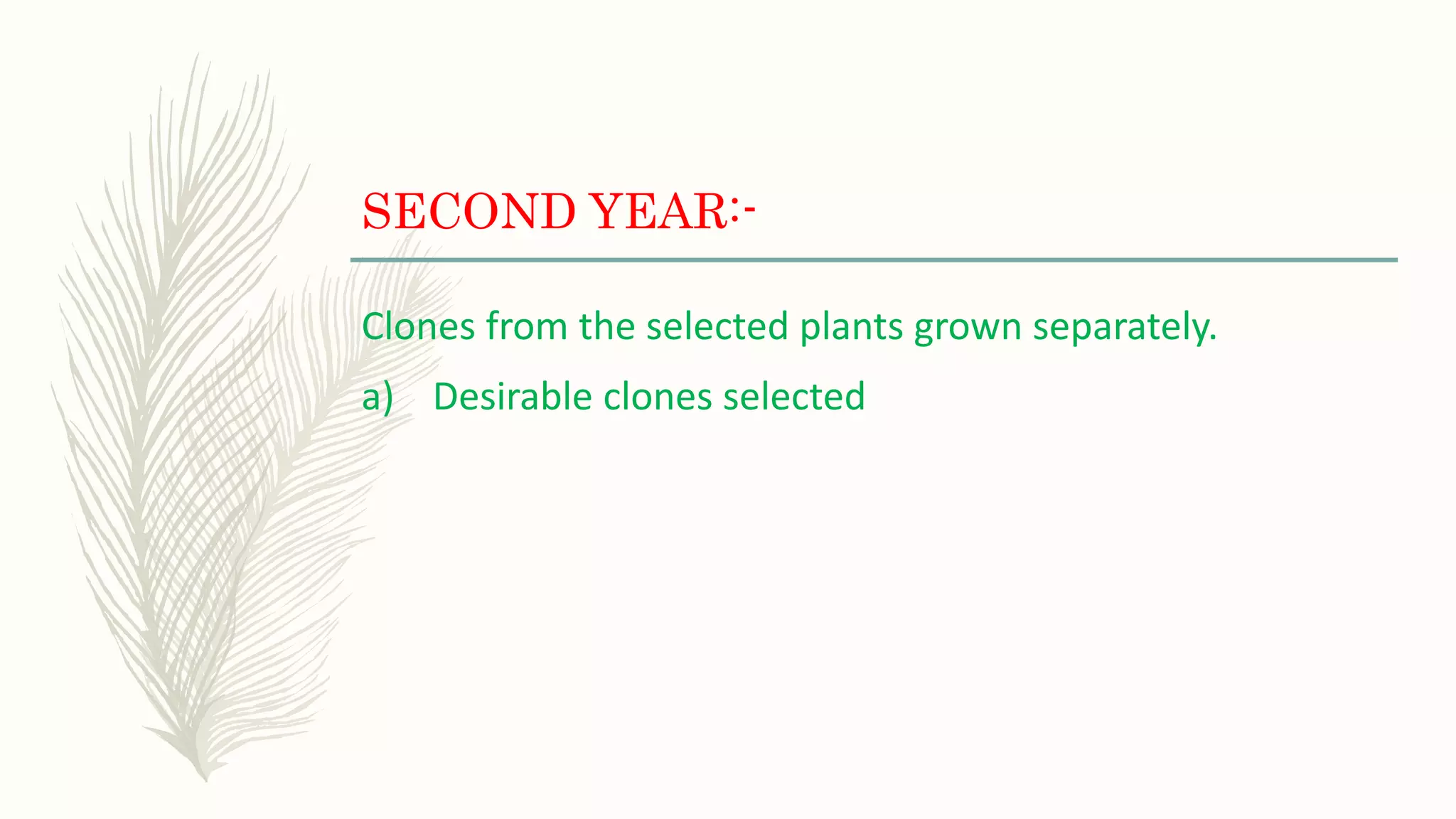 SECOND YEAR:-
Clones from the selected plants grown separately.
a) Desirable clones selected
 