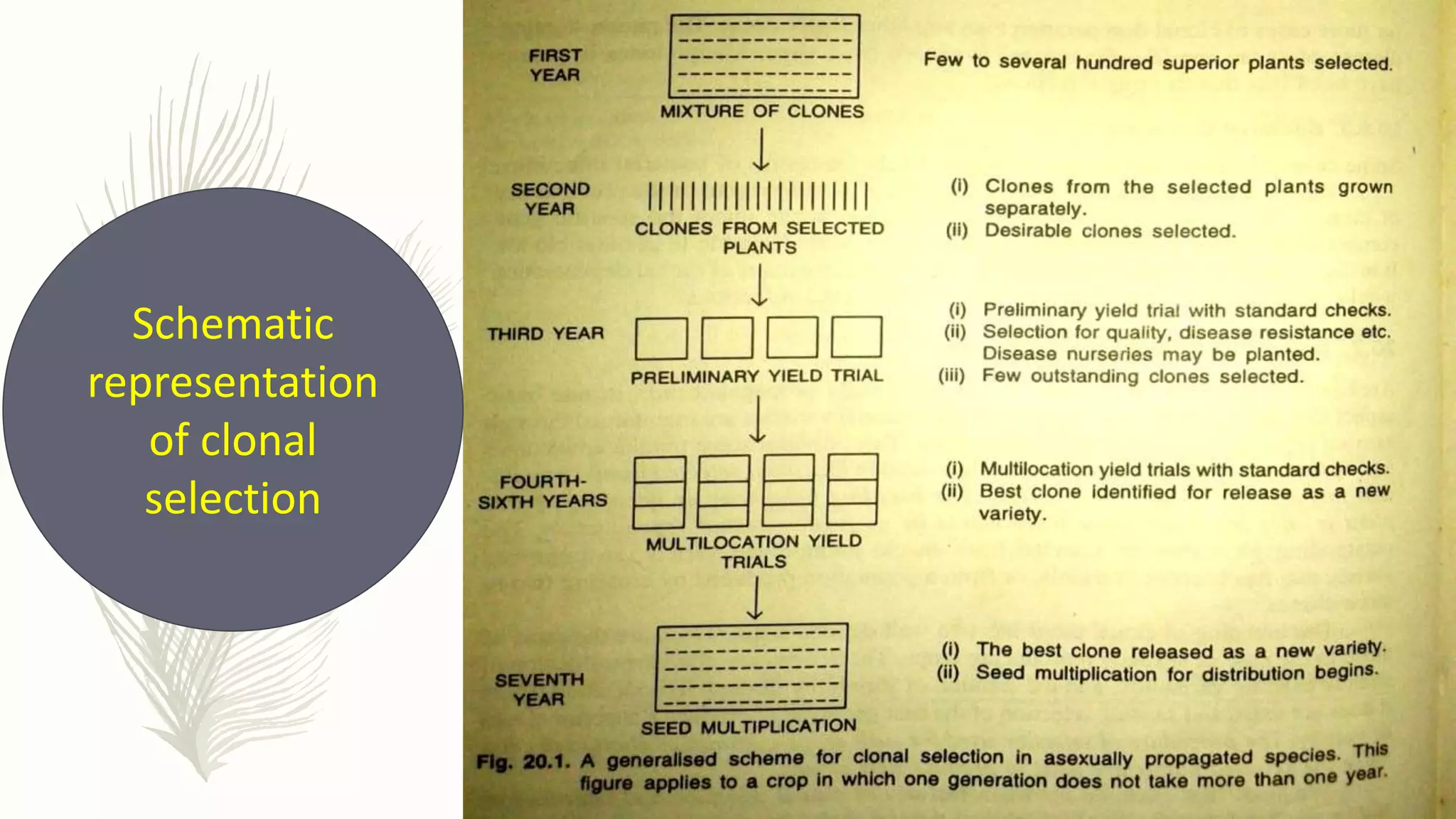 Schematic
representation
of clonal
selection
 
