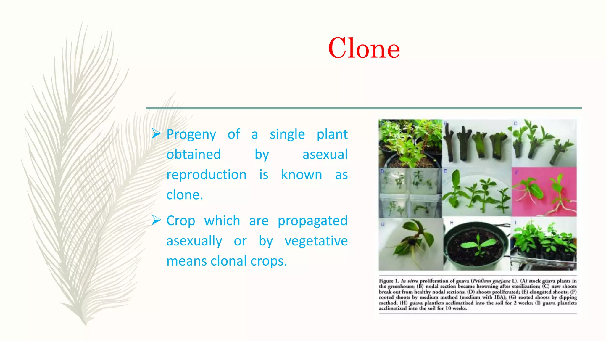 Clone
 Progeny of a single plant
obtained by asexual
reproduction is known as
clone.
 Crop which are propagated
asexually or by vegetative
means clonal crops.
 