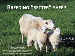 Breeding “better” sheep SUSAN SCHOENIANSheep & Goat SpecialistWestern Maryland Research & Education CenterUniversity of Maryland Extensionsschoen@umd.edu – www.sheepandgoat.com 
