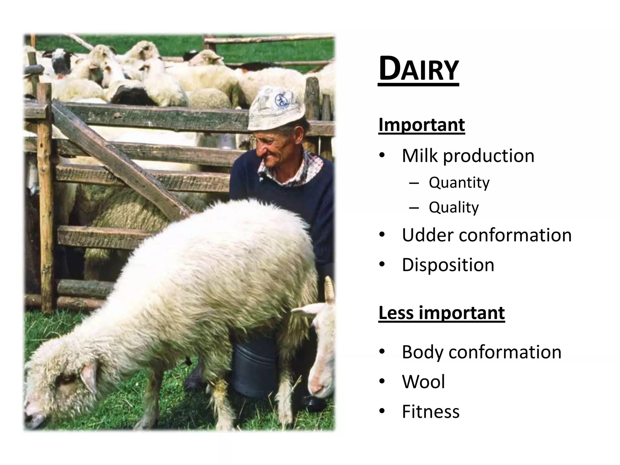 DairyImportantMilk productionQuantityQualityUdder conformationDispositionLess importantBody conformationWoolFitness