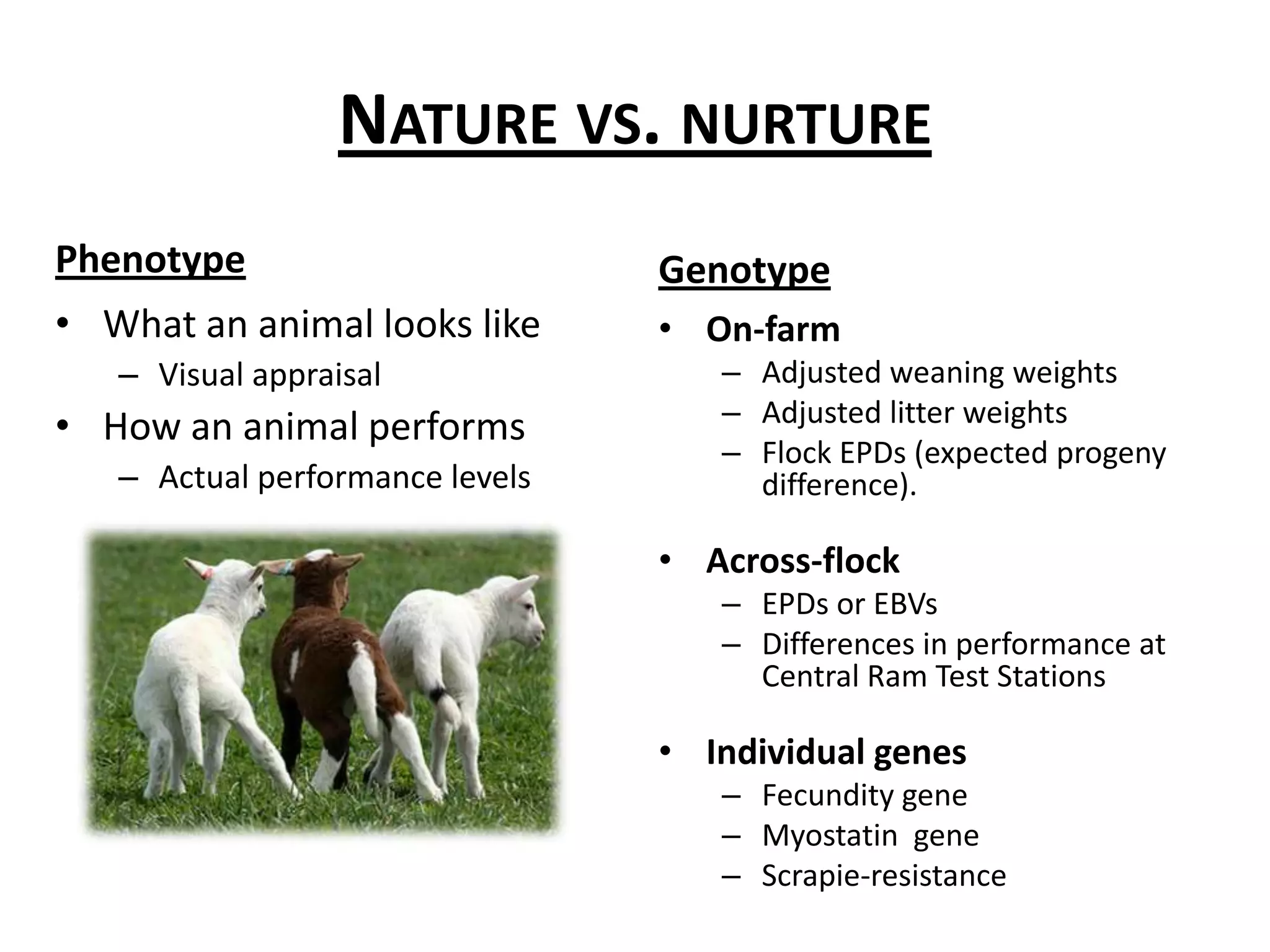 Nature vs. nurturePhenotypeGenotypeWhat an animal looks likeVisual appraisalHow an animal performsActual performance levelsOn-farm Adjusted weaning weightsAdjusted litter weightsFlock EPDs (expected progeny difference).Across-flockEPDs or EBVsDifferences in performance at Central Ram Test StationsIndividual genesFecundity geneMyostatin  geneScrapie-resistance