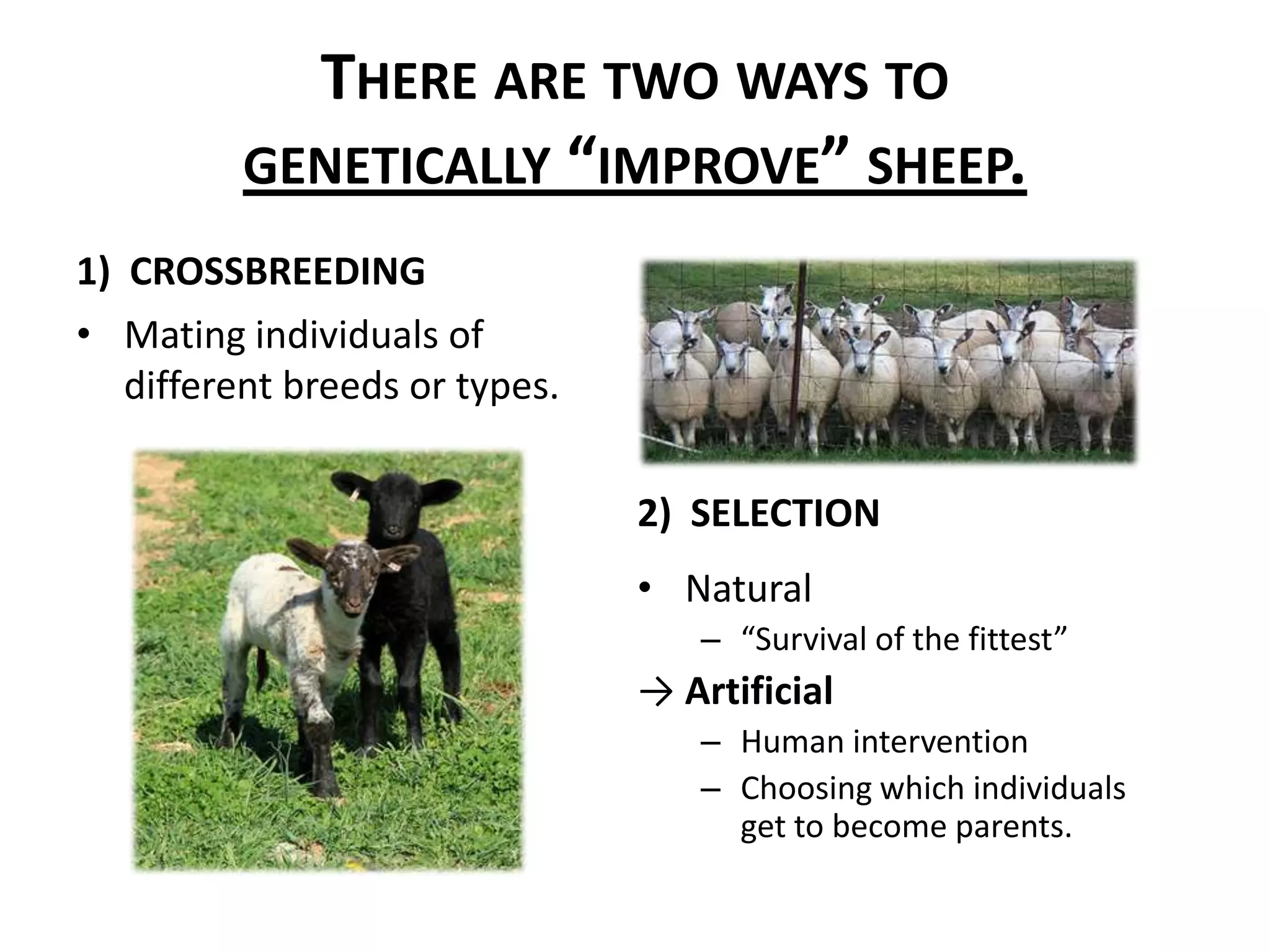 There are two ways to genetically “improve” sheep.1)  CROSSBREEDINGMating individuals of different breeds or types.2)  SELECTIONNatural“Survival of the fittest”ArtificialHuman interventionChoosing which individuals get to become parents.
