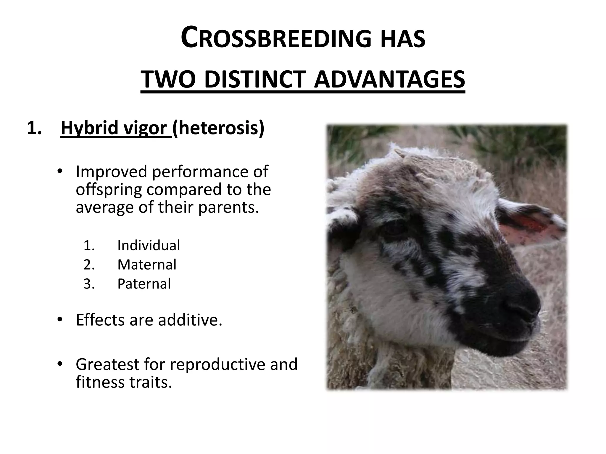 Crossbreeding has two distinct advantagesHybrid vigor (heterosis)Improved performance of offspring compared to the average of their parents.IndividualMaternalPaternalEffects are additive.