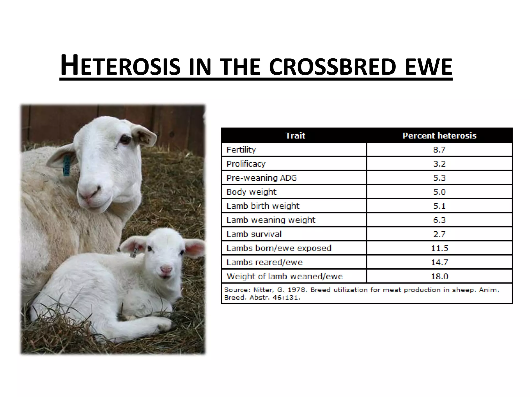 Heterosis in the crossbred ewe
