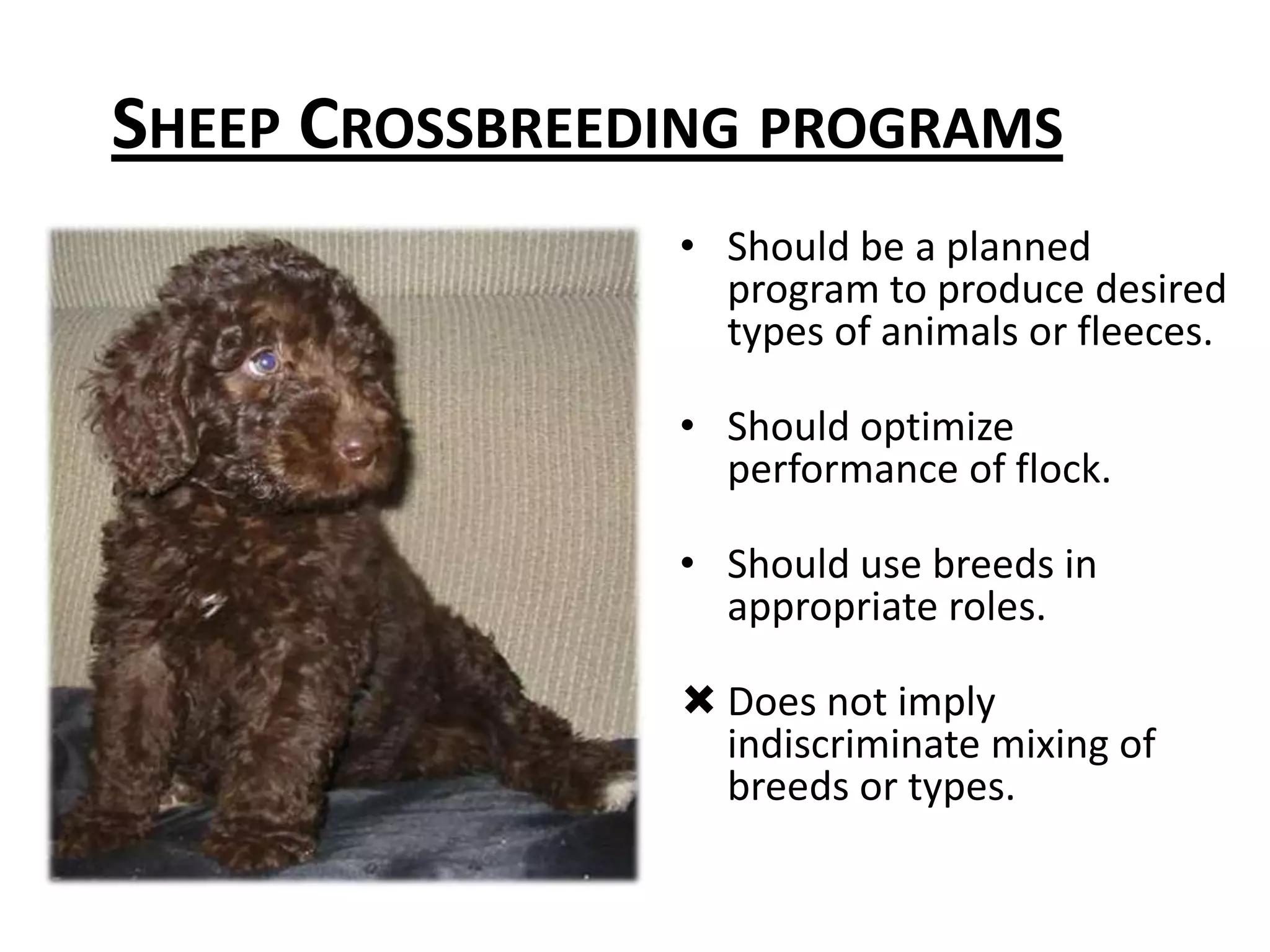 Strengths of sire breed offset weaknesses of dam breed and vice versa.Suffolk x KatahdinFinn x DorsetSuffolk x Texel