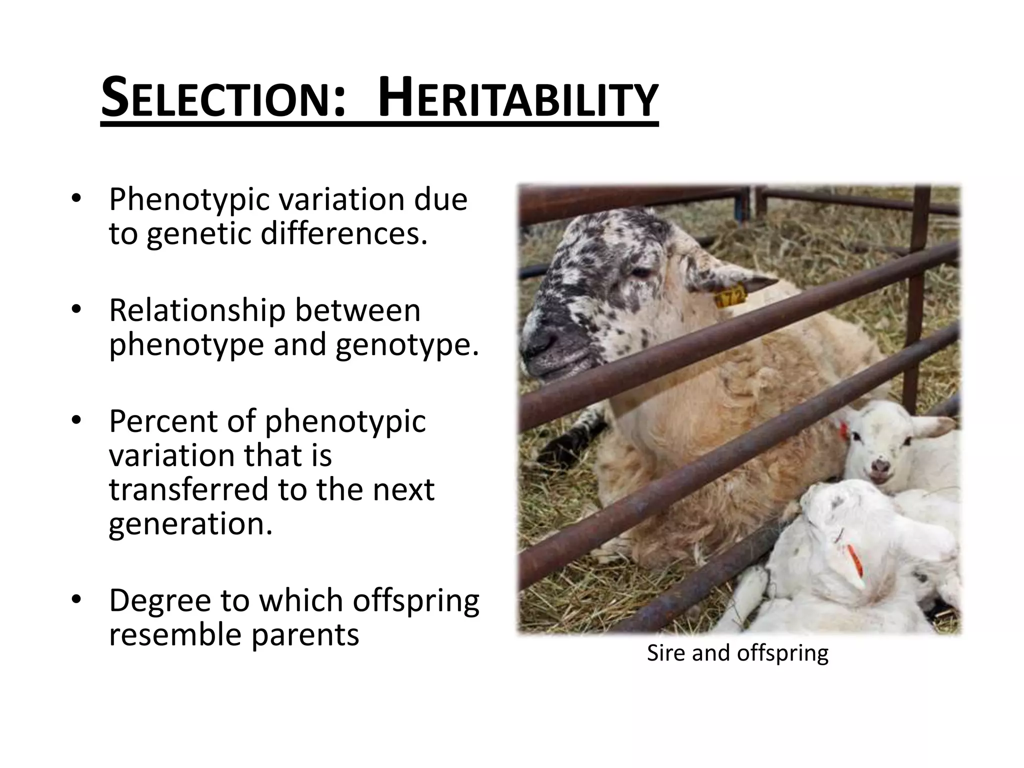 Selection:   heritablityIndividual ewes and rams pass on traits to their offspring based on the heritability of those traits.Traits which respond well to crossbreeding (hybrid vigor) do not respond as well to selection and vice versa.Heritability is higher for wool traits, growth, and carcass traits, and lower for reproductive and fitness traits.Faster progress can be made for traits with high heritability, though lowly heritable traits should not be ignored, as they still have a genetic component.