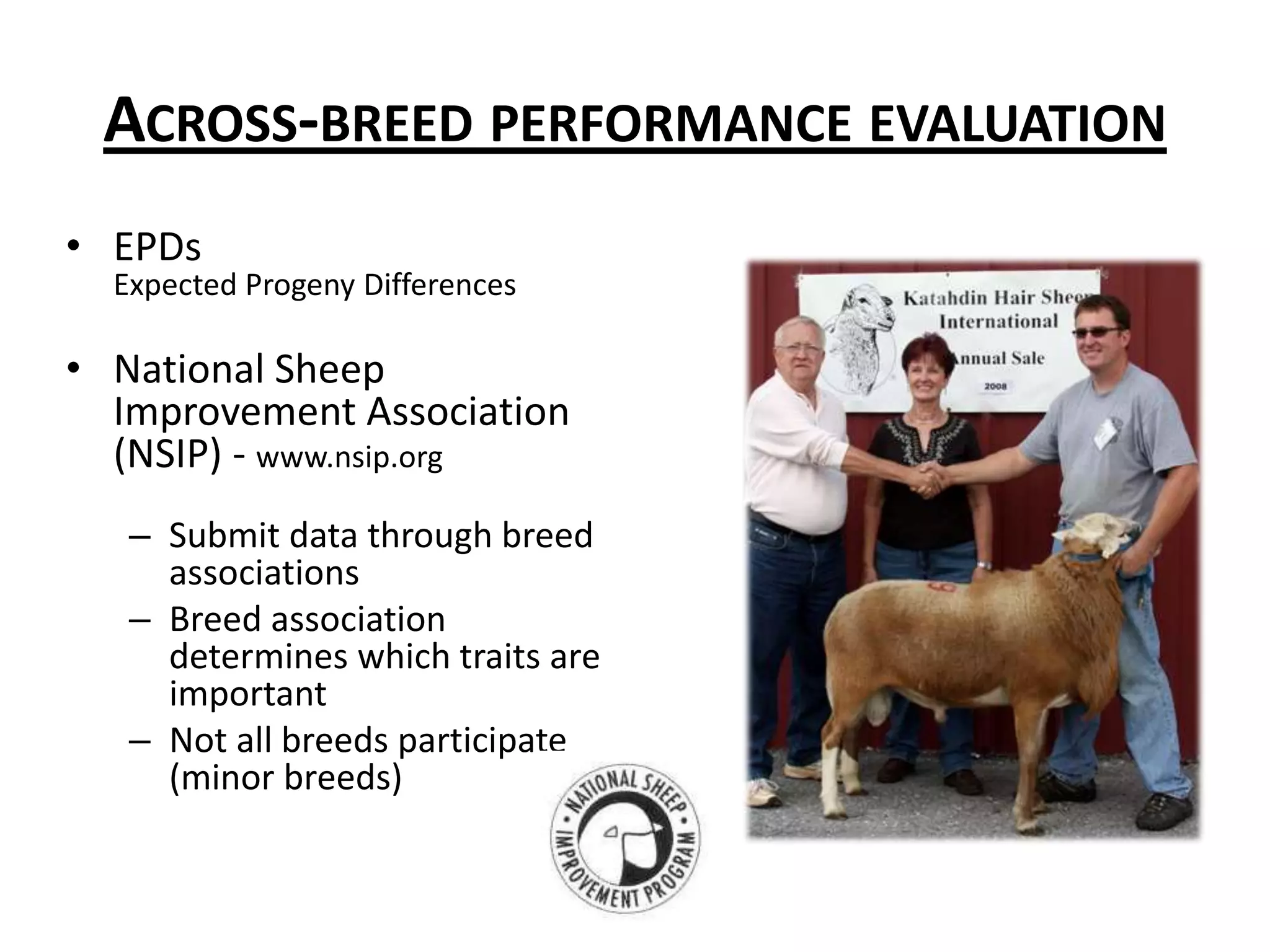 Breeding better sheep