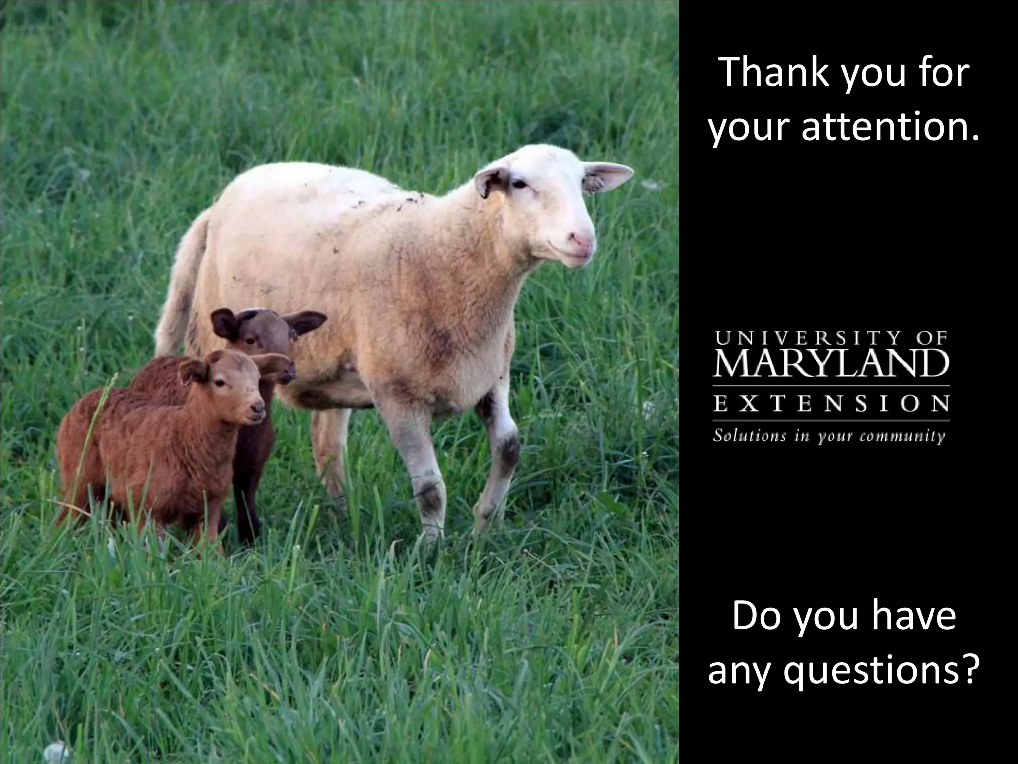 Breeding better sheep