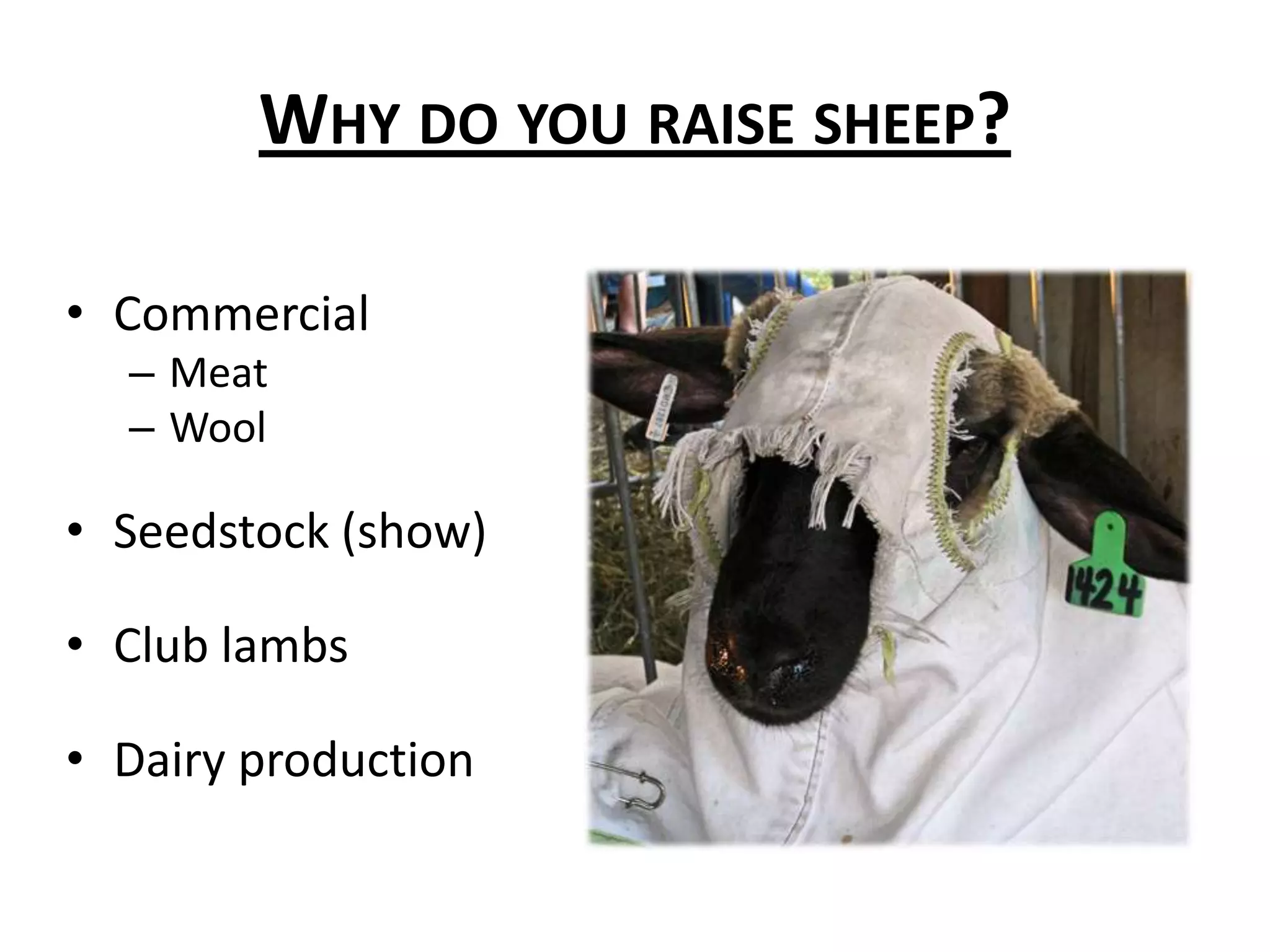 Why do you raise sheep?Commercial MeatWoolSeedstock (show)Club lambsDairy production
