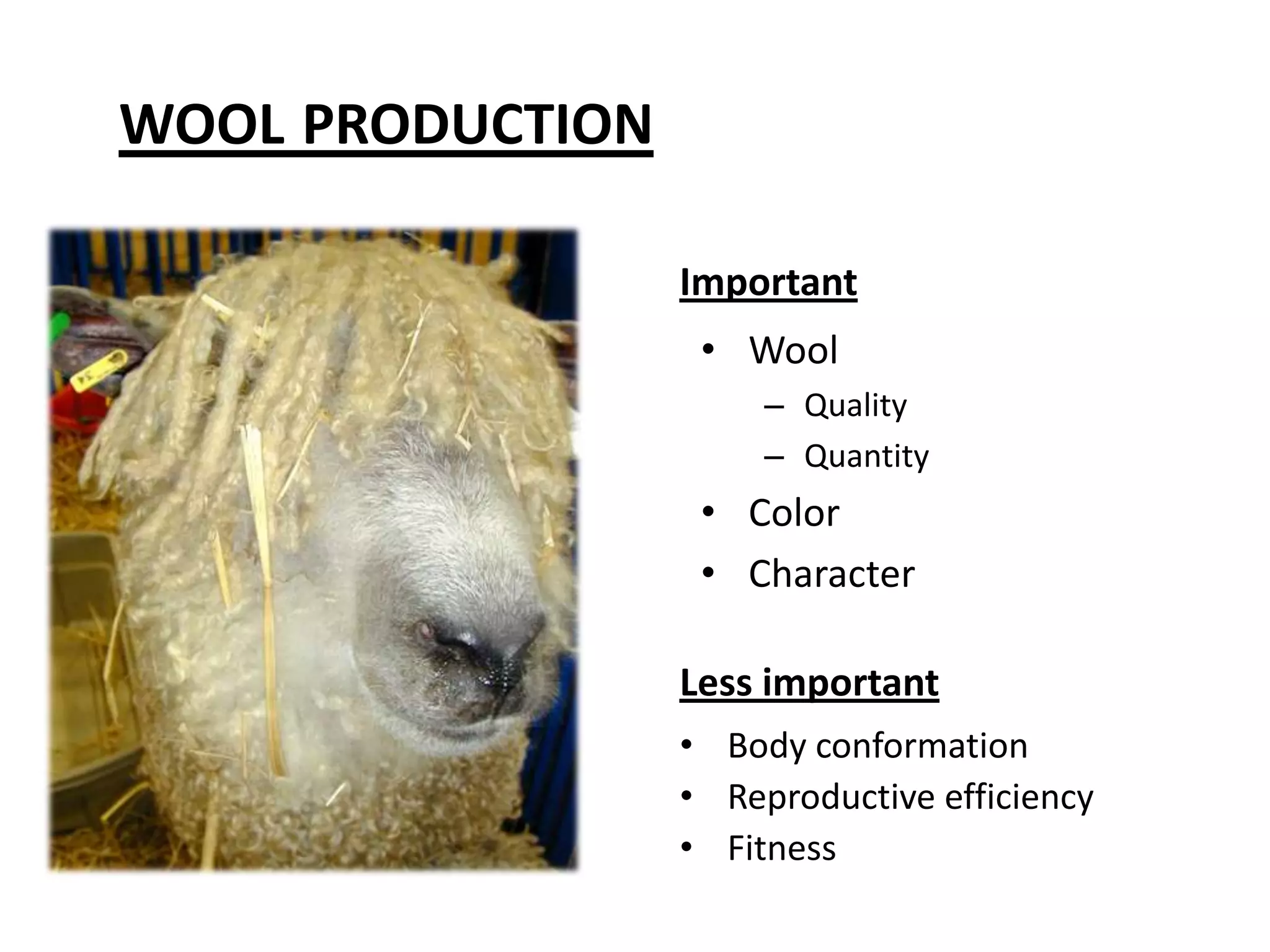 wool productionImportantWool Quality Quantity ColorCharacterLess importantBody conformationReproductive efficiencyFitness