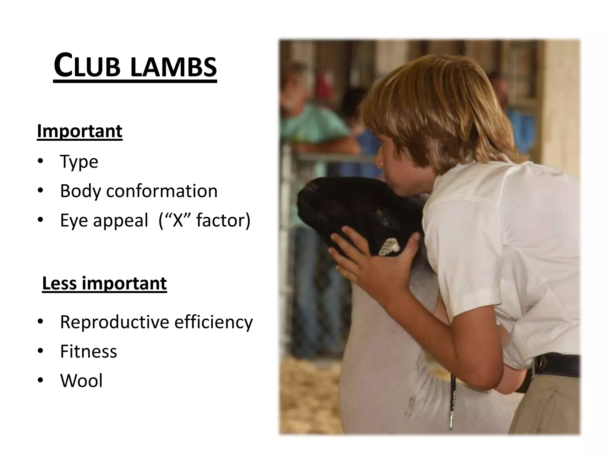Club lambsImportantTypeBody conformationEye appeal  (“X” factor)Less importantReproductive efficiencyFitnessWool