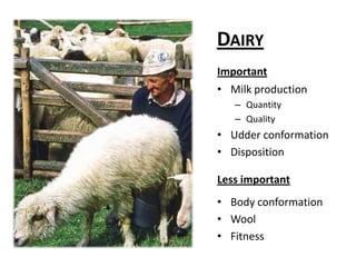 DairyImportantMilk productionQuantityQualityUdder conformationDispositionLess importantBody conformationWoolFitness