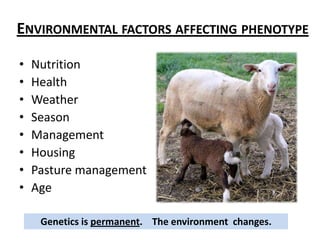 Environmental factors affecting phenotypeNutritionHealthWeatherSeasonManagementHousingPasture managementAgeGenetics is permanent.    The environment  changes.